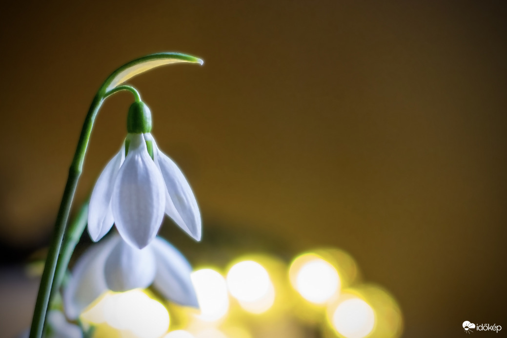 Hóvirág kicsit másképp 