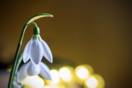 Hóvirág kicsit másképp 