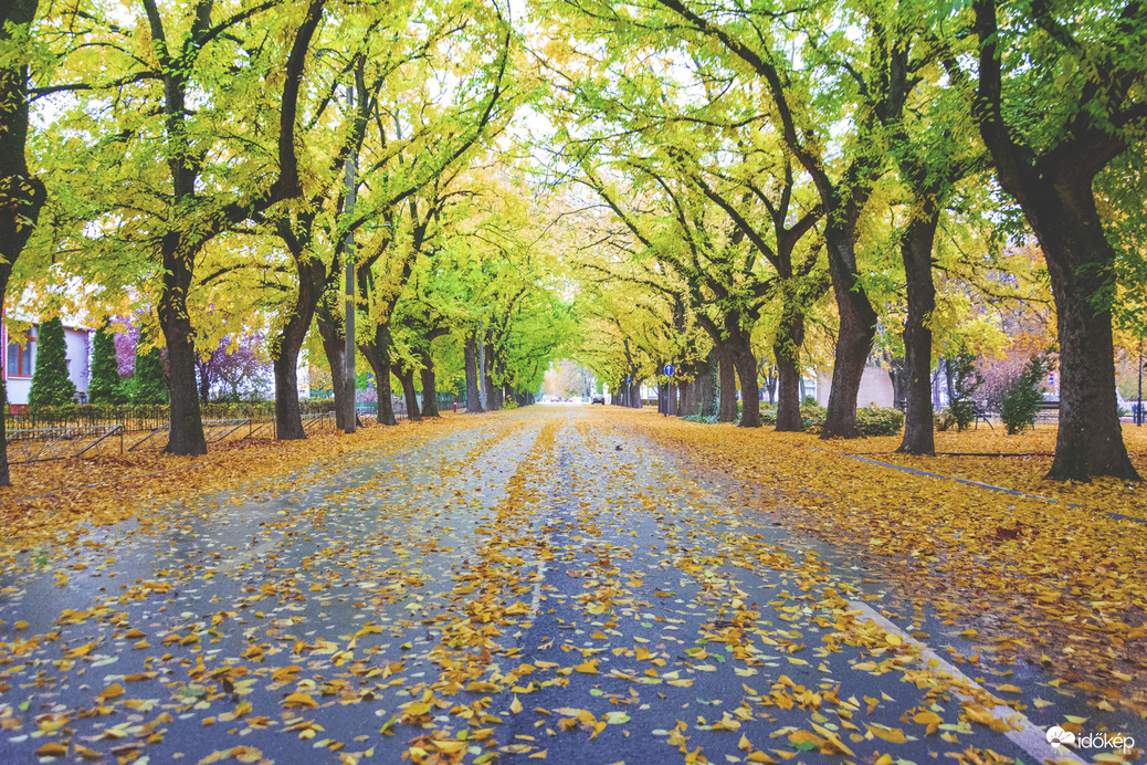 Balmazújvárosi fasor esős őszi reggel ma