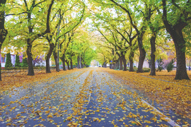 Balmazújvárosi fasor esős őszi reggel ma