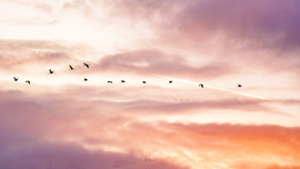 Daruvonulás áthúzó repülővel 