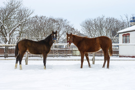 Csikók a friss hóban 
