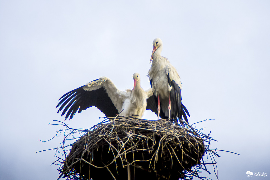 Vártalak, nagyon vártalak