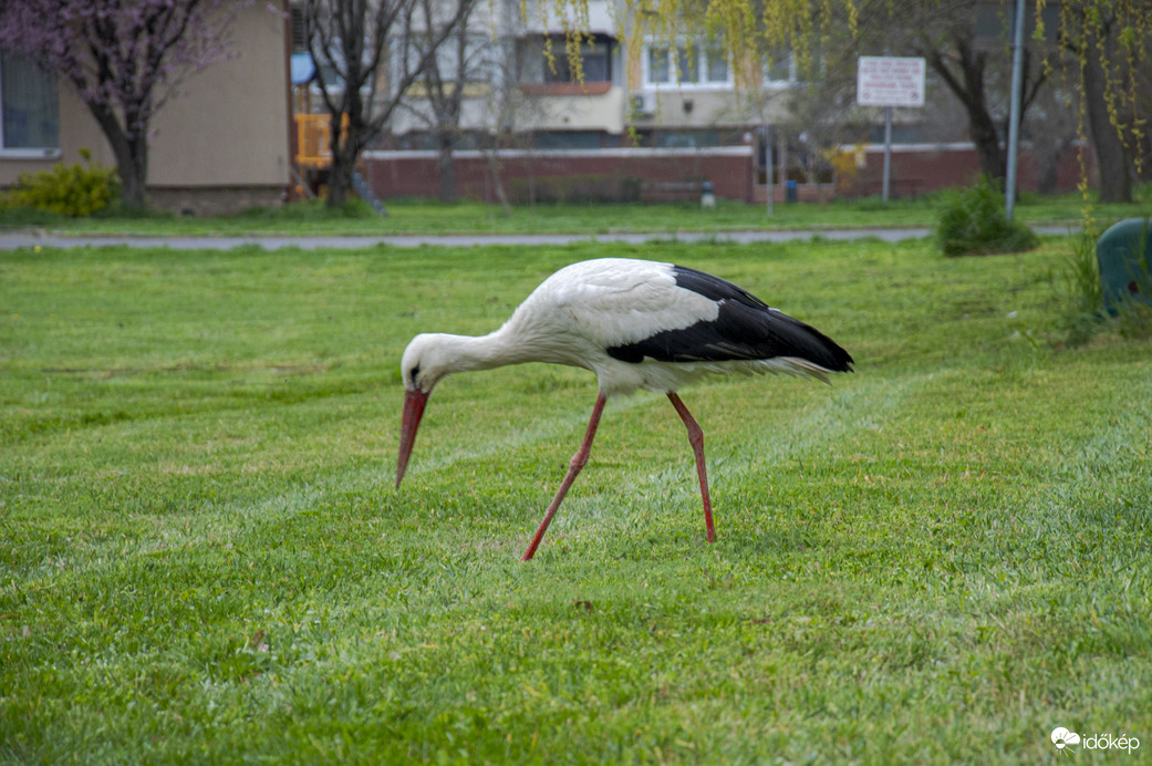 Gólya koma