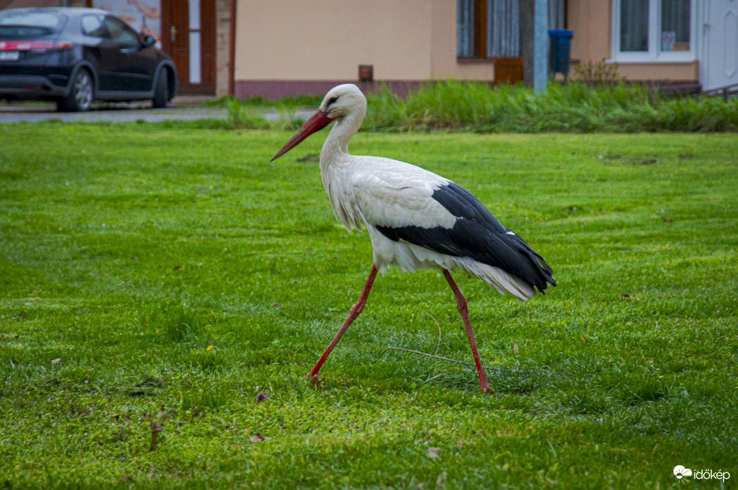 Mi gólyánk 