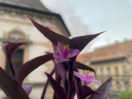 Budapest VIII. ker