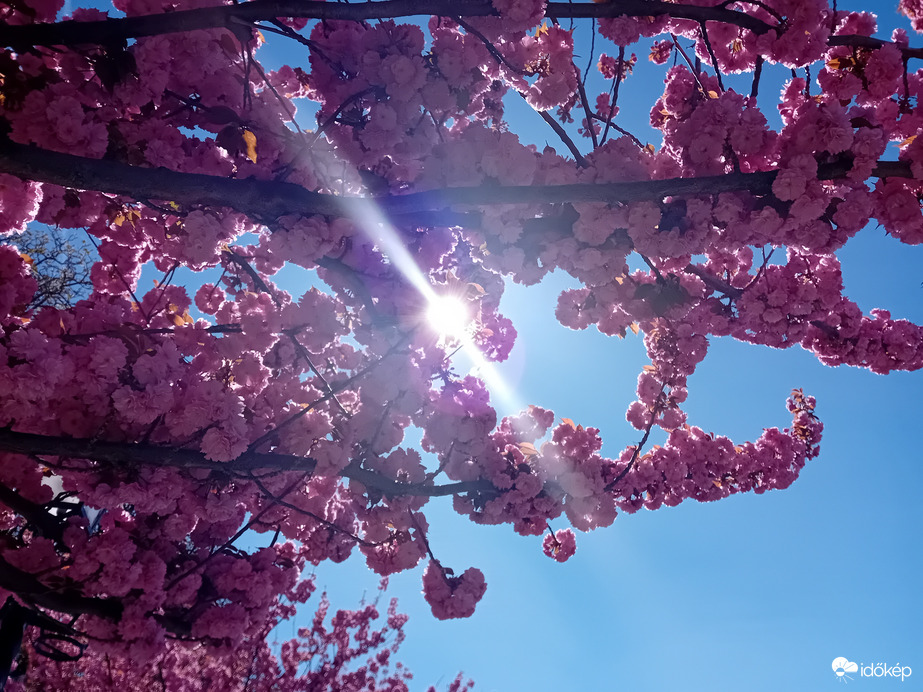 Cseresznyevirágzás