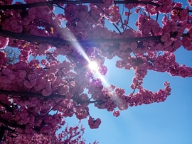 Cseresznyevirágzás