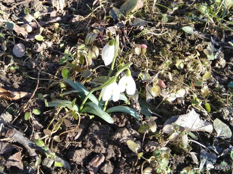 Hóvirág Vas megyében