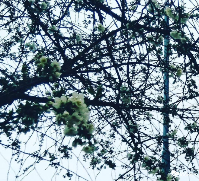 Cseresznyevirág az esőben.