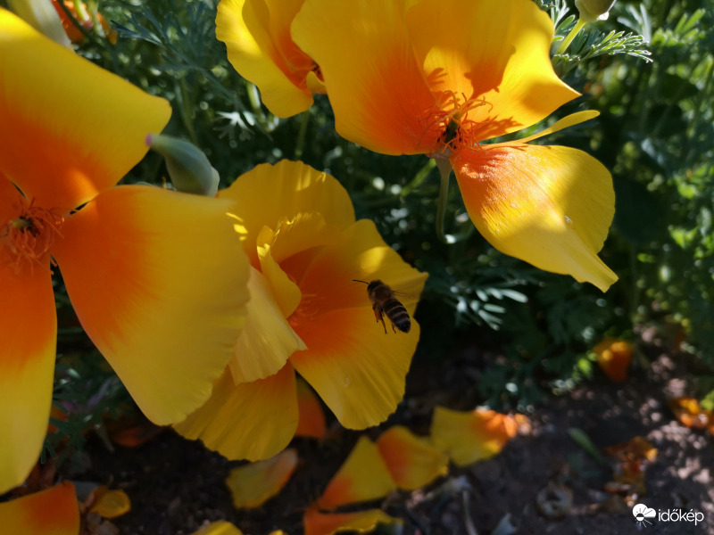 Hétvégén is csak a munka