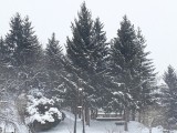 Mánfa