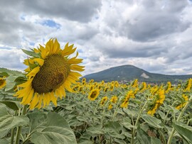 Pilisszántó