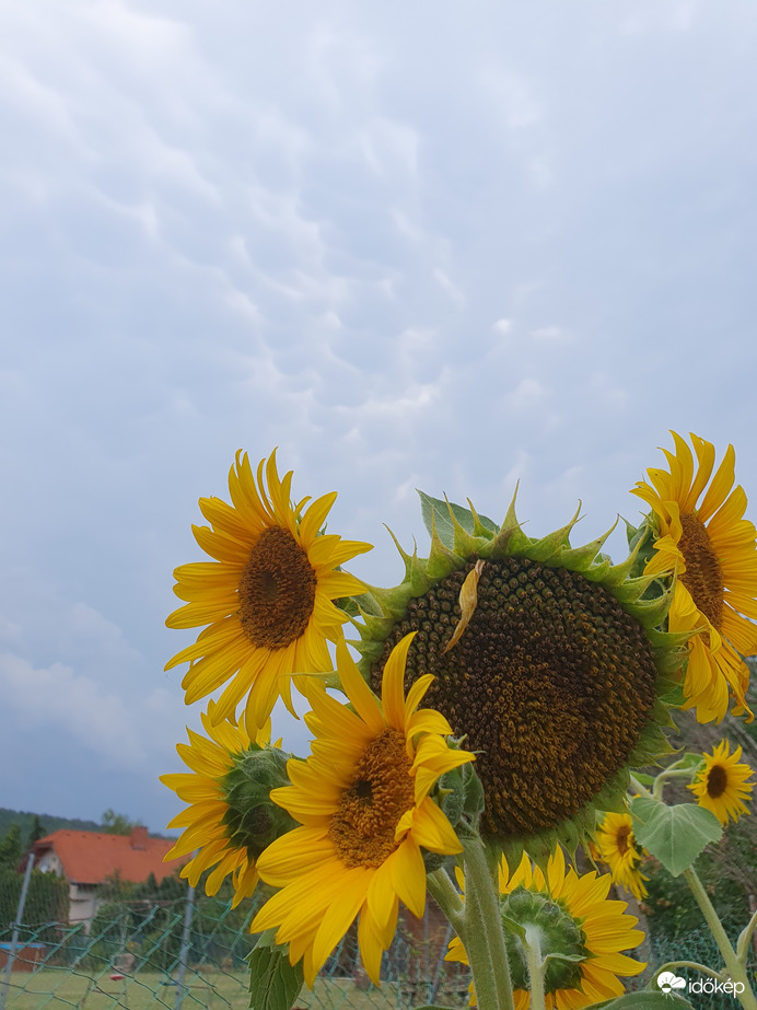 Mammák Balatongyörök felett