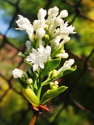 Veresegyház