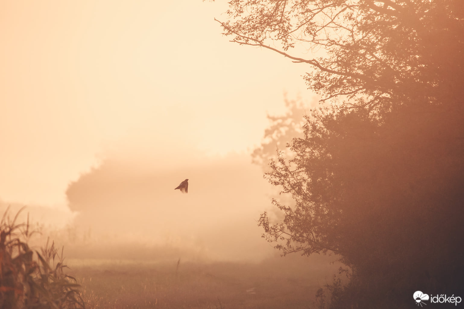 Fotó: Andras Pinter Photography