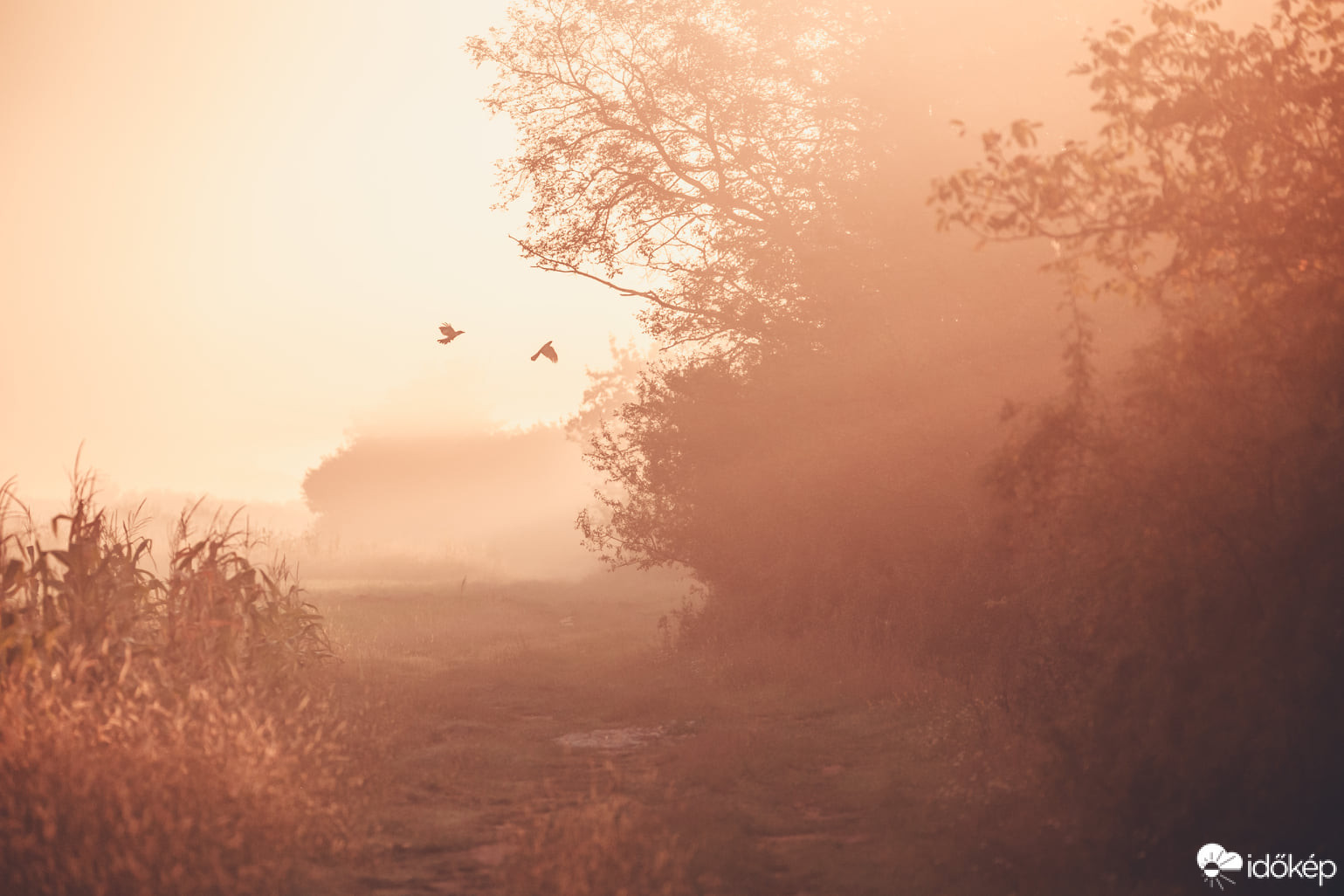 Fotó: Andras Pinter Photography