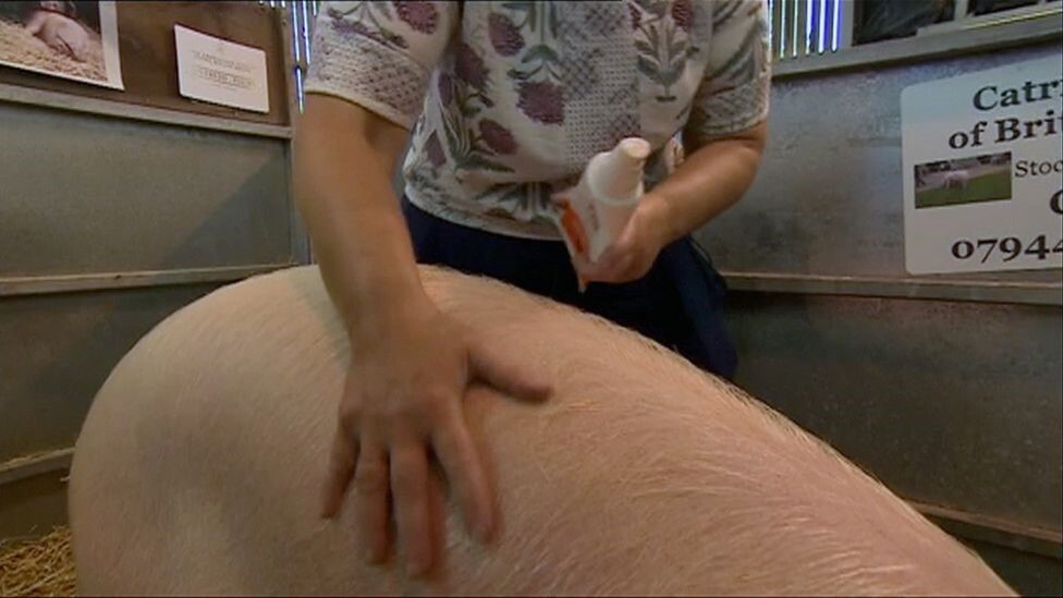 Naptejjel védik a sertéseket (Royal Welsh Show / BBC)