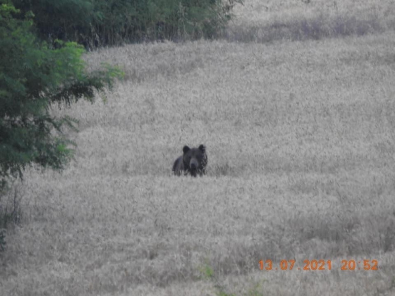 Medve járt Isaszegen (Fotók forrása: Duna-Ipoly Nemzeti Park)
