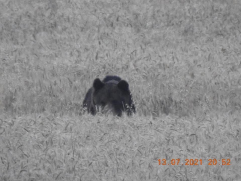 Medve járt Isaszegen (Fotók forrása: Duna-Ipoly Nemzeti Park)