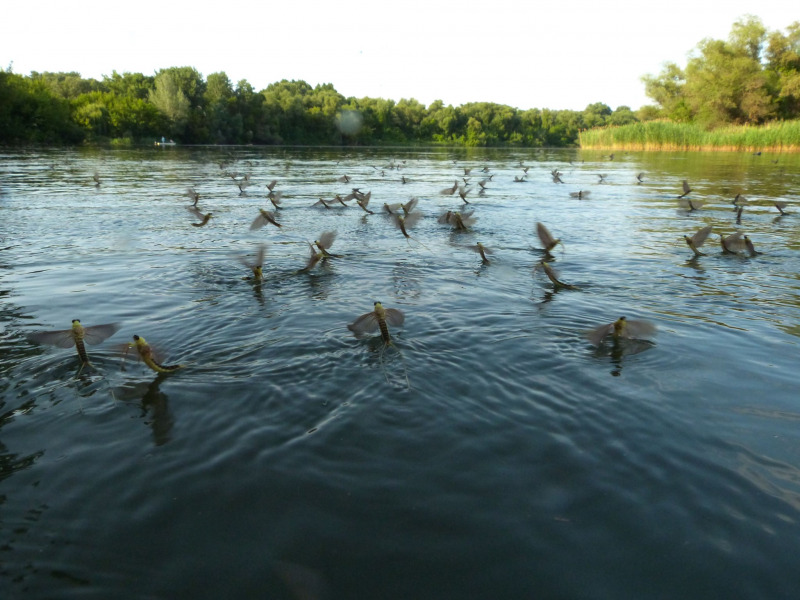 Tiszavirágzás - Kiss Ferenc  Természetvédelmi Őrszolgálat (Hortobágyi Nemzeti Park)