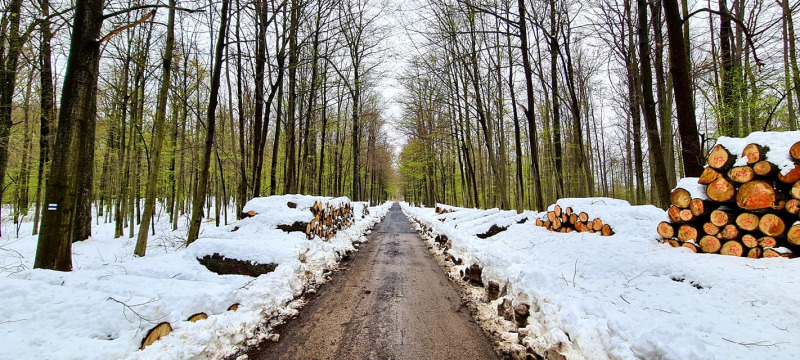 Tél és tavasz találkozása a Bakonyban