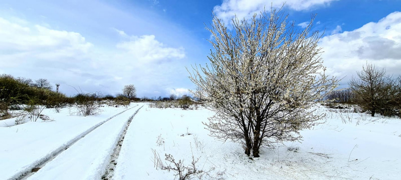 Tél és tavasz találkozása a Bakonyban