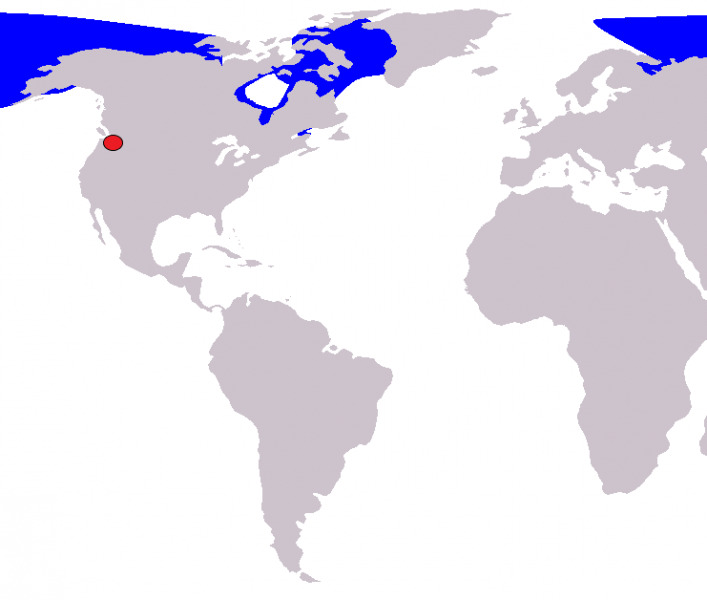 Belugák élőhelye és megjelenése (Forrás:Wikipedia)