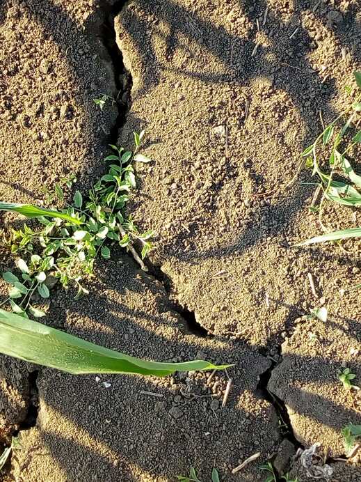 Szárazság keleten, délkeleten - Fotó: Munkácsi Lajos