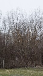 Nagydorog