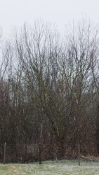 Nagydorog