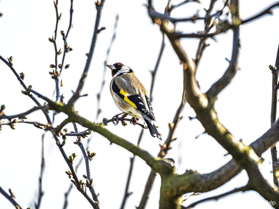 Tengelic napsütésben