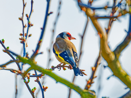Sütkérező tengelic