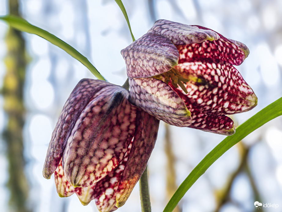 Kockás liliom alúlnézetben