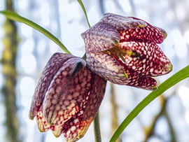 Kockás liliom alúlnézetben