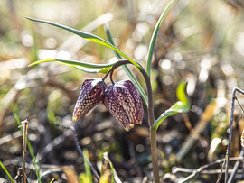 Idei első kockás liliomok