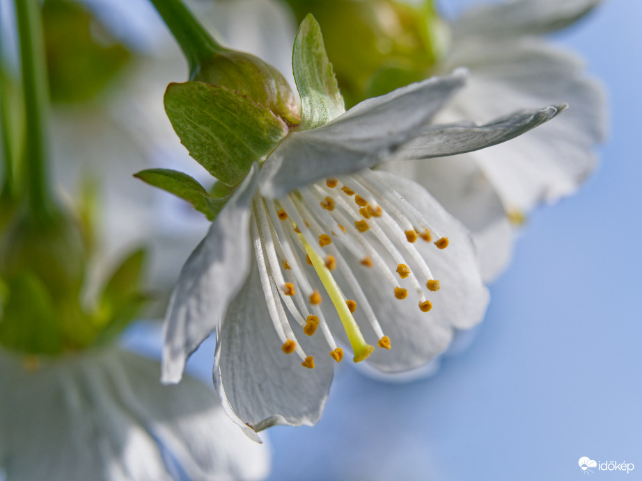 Cseresznyefa virága(makró fotó)