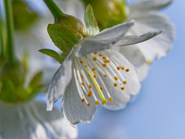 Cseresznyefa virága(makró fotó)