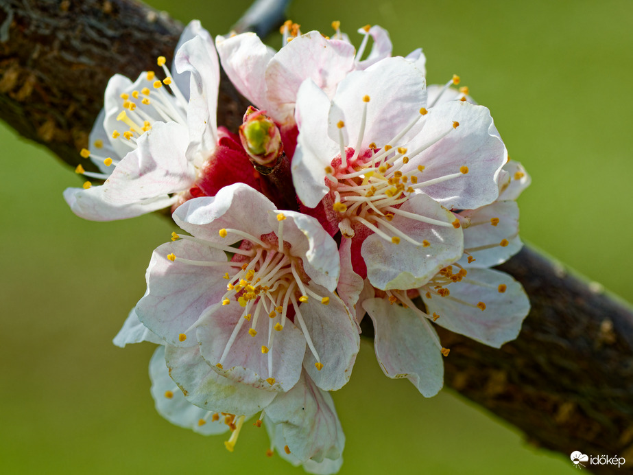 Barackfa virágzás