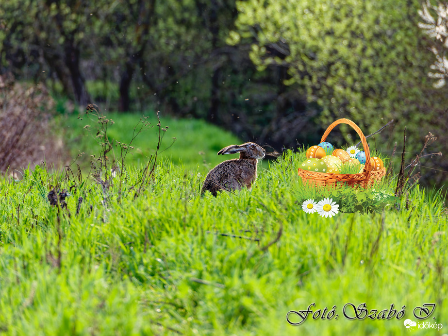 Kellemes Húsvéti Ünnepeket!
