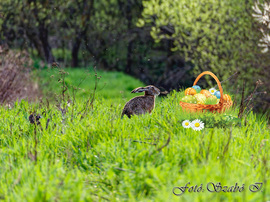 Kellemes Húsvéti Ünnepeket!