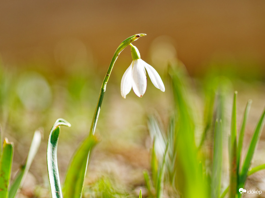 Sütkérező hóvirág