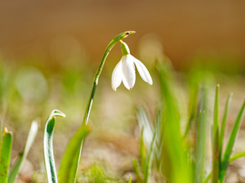 Sütkérező hóvirág