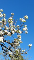 Budapest XVI.ker - Rákosszentmihály