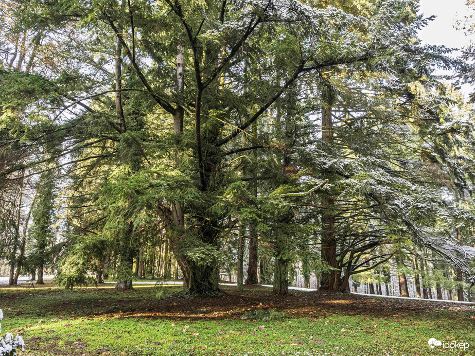 Január vége az arborétumban
