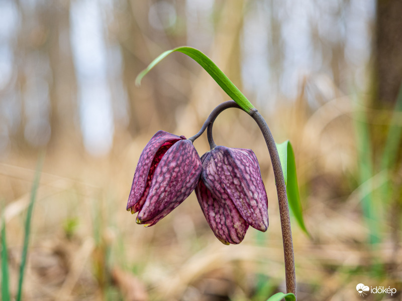 kockás liliom