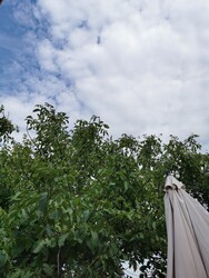 Kistarcsa