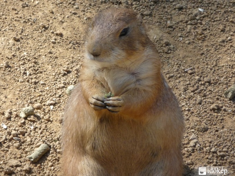 Ettem már jobbat is...