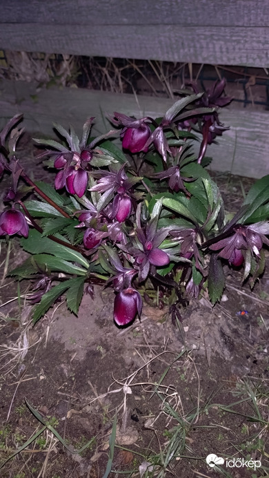 Budapest XVIII.ker - Pestszentimre