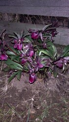 Budapest XVIII.ker - Pestszentimre